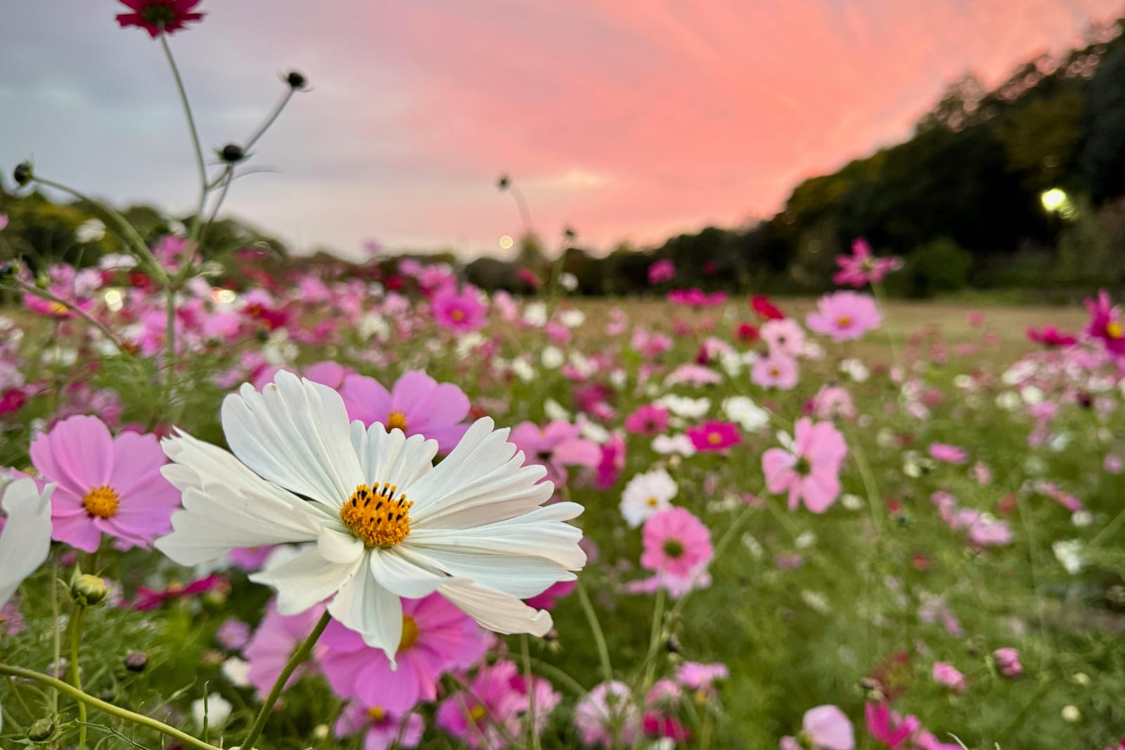 Spring Reset: Refresh Your Life in 7 Days