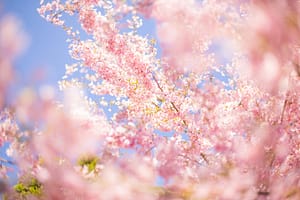 Spring